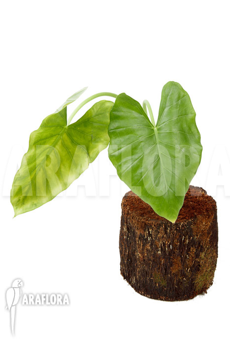 Alocasia cucullata ‘crinkles’