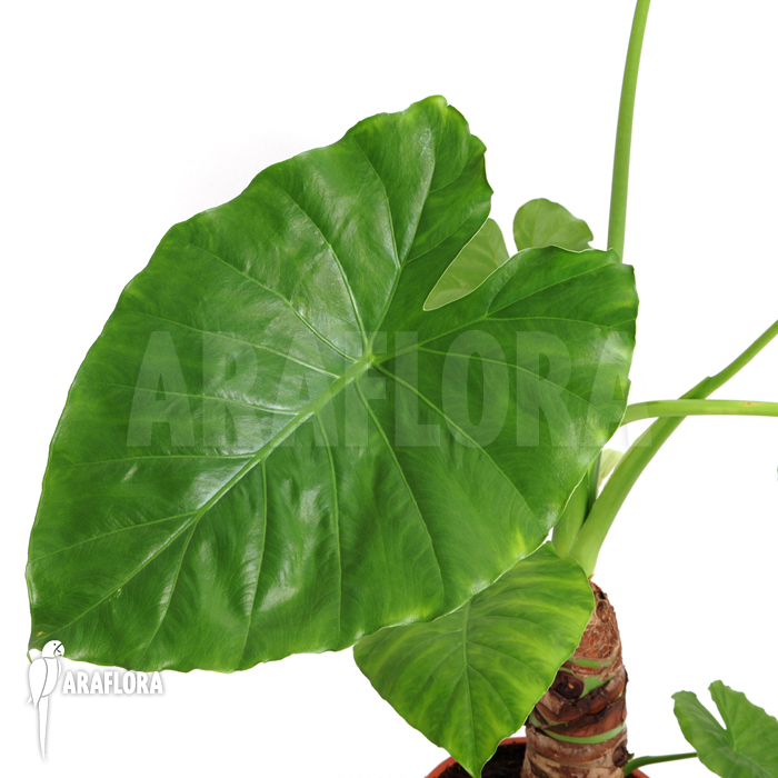 Alocasia cucullata ‘Buddha Hand’