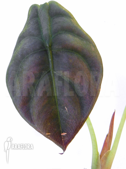 Alocasia cuprea