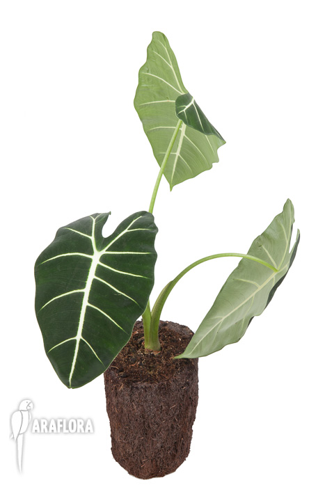 Alocasia micholitziana ‘Frydek’