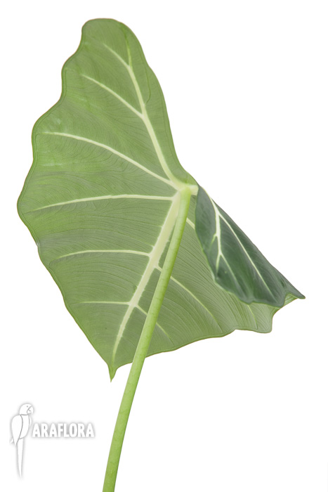 Alocasia micholitziana ‘Frydek’