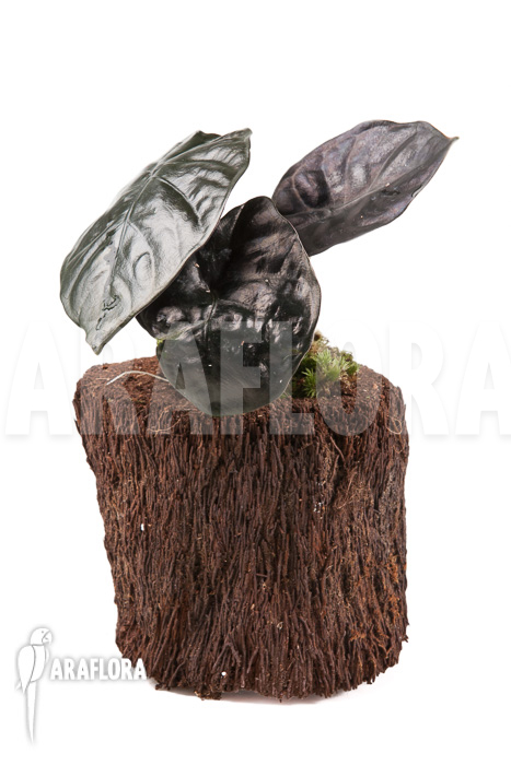 Alocasia infernalis Black Magic ‘M’