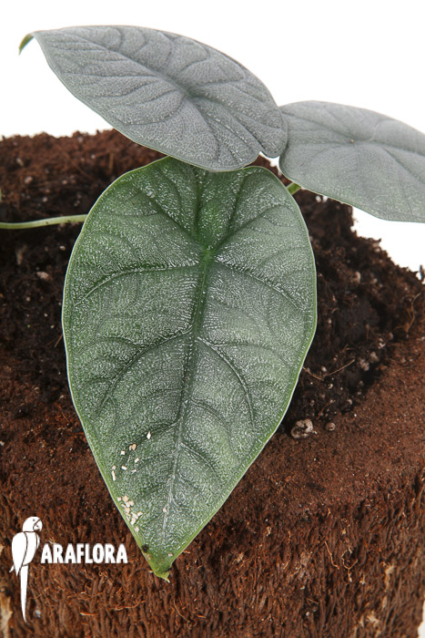 Alocasia melo