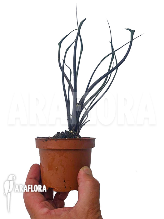 Alocasia plumbea ‘Flying Squid’