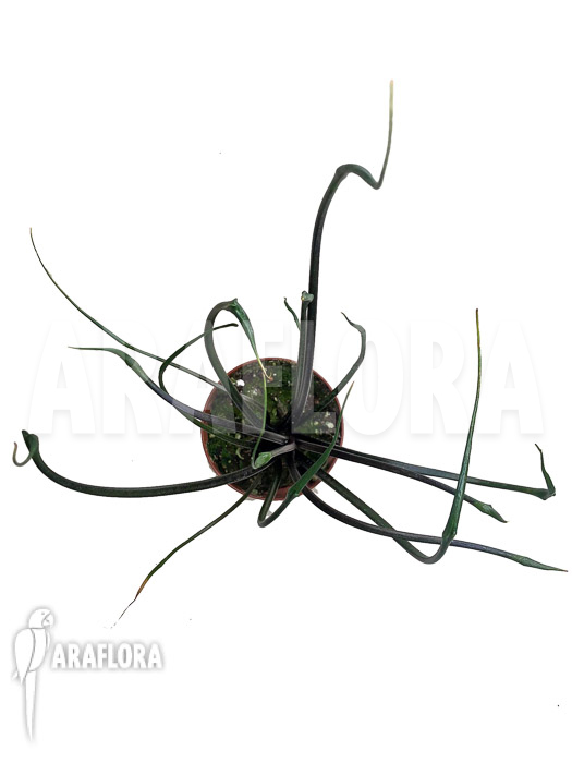 Alocasia plumbea ‘Flying Squid’