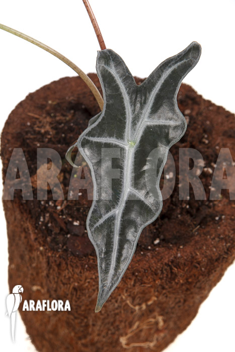 Alocasia sanderiana ssp nobilis