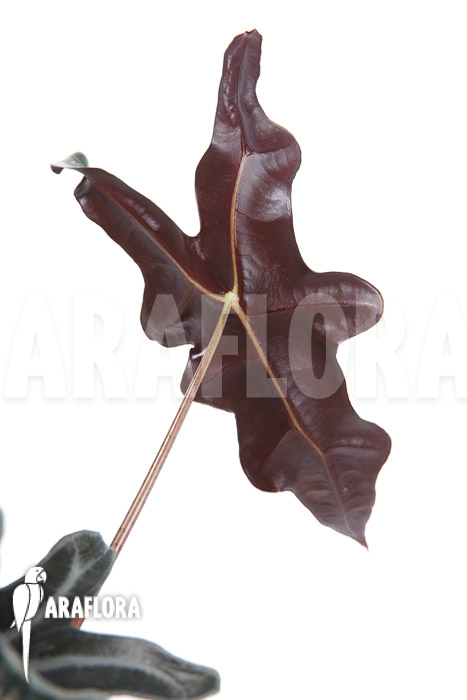 Alocasia sanderiana ssp nobilis
