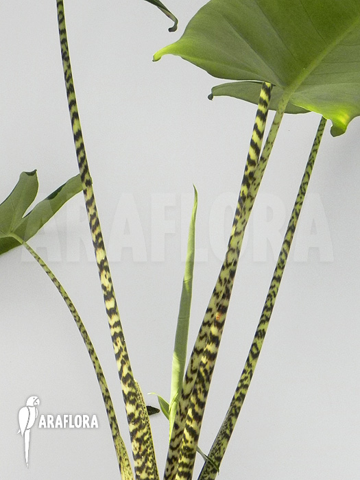 Alocasia zebrina