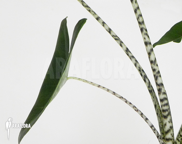 Alocasia zebrina
