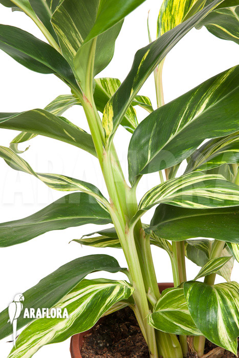 Alpinia zerumbet ‘variegata’