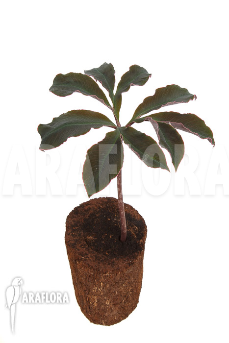 Amorphophallus atroviridis