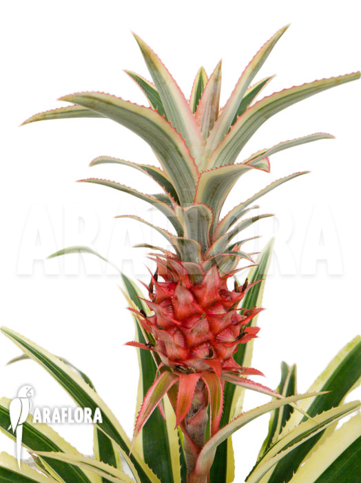 Ananas nanus variegated Red