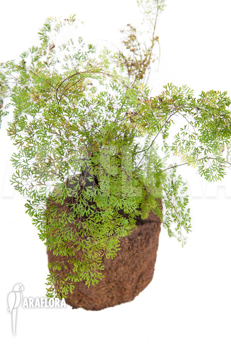 Anemia species tropical