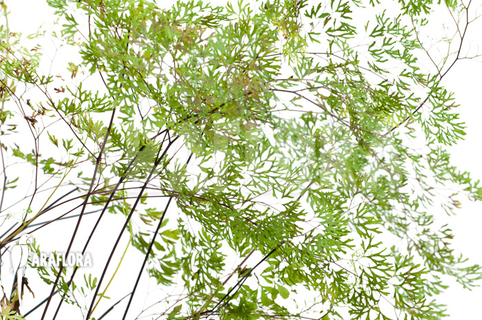 Anemia species tropical