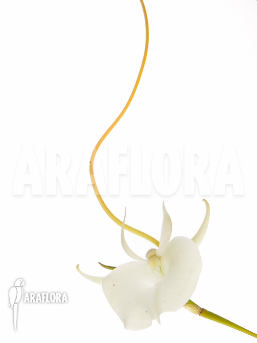 Angraecum scottianum