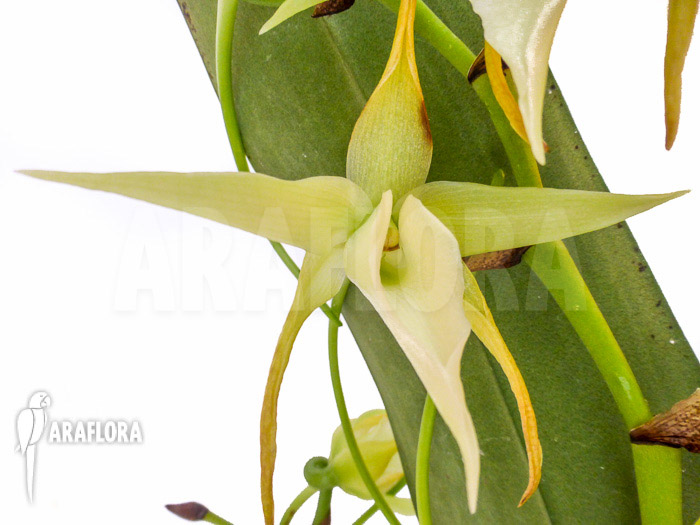 Angraecum veitchii