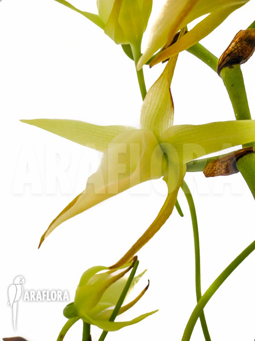 Angraecum veitchii