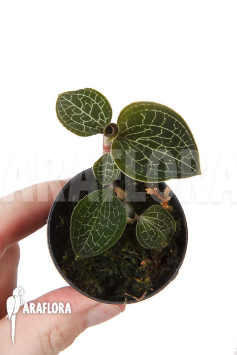 Anoectochilus formosanus ‘S’