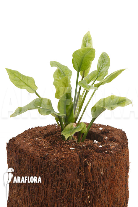 Anthurium Jungle Bush Dwarf ‘S’