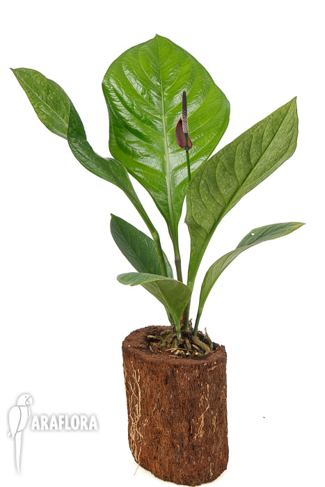 Anthurium ‘Lovely Green’