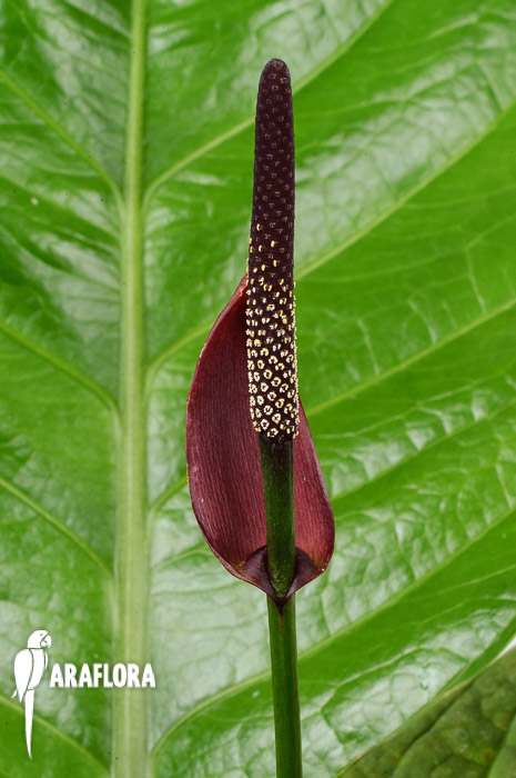 Anthurium ‘Lovely Green’
