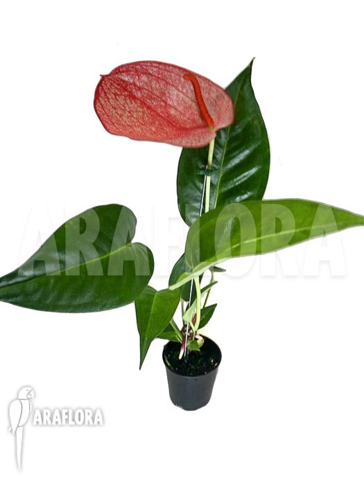 Anthurium ‘Red 174’