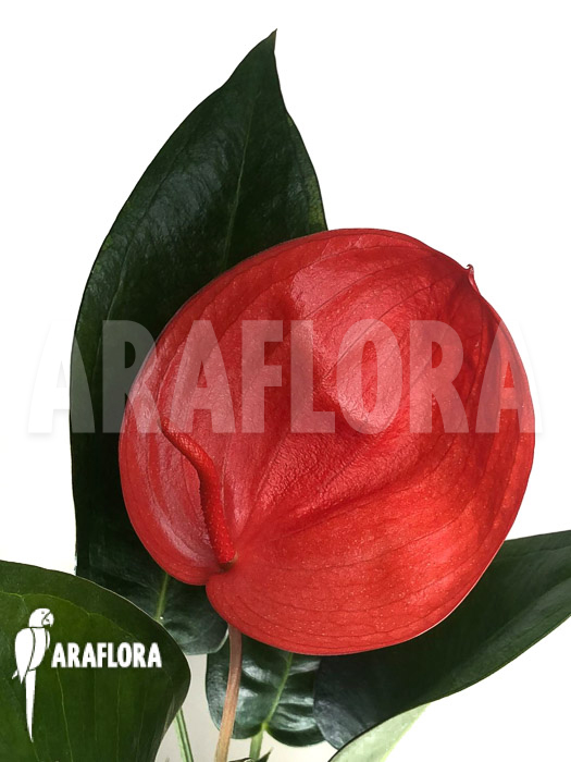 Anthurium ‘Red 175’