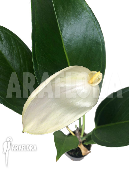 Anthurium ‘White a13
