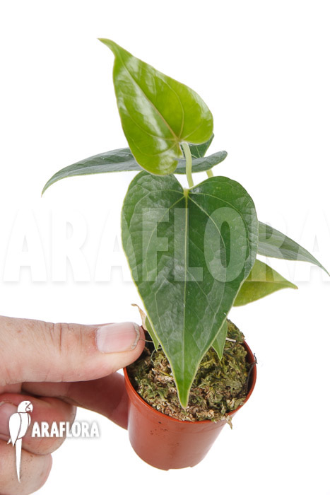 Anthurium decipiens ‘starter’