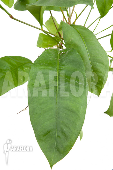 Anthurium gracile ‘Wide Leaf’