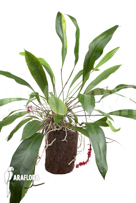 Anthurium gracile ‘XL’