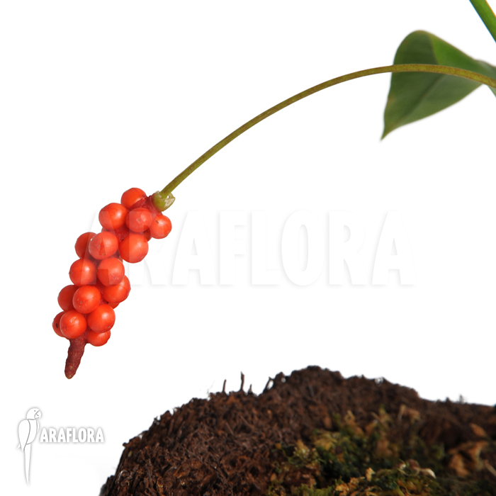 Anthurium gracile ‘Surinam’