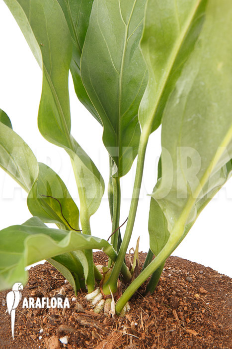 Anthurium hookerii