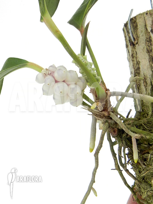 Anthurium obtusum ‘Flower’