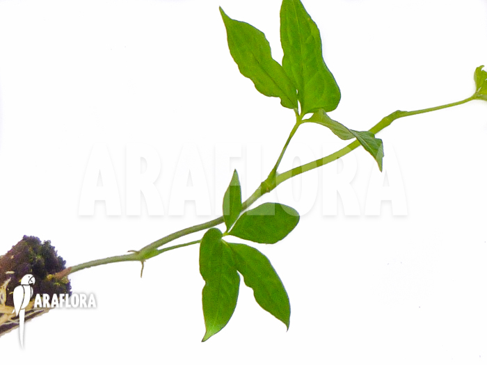 Anthurium pentaphyllum Costa Rica