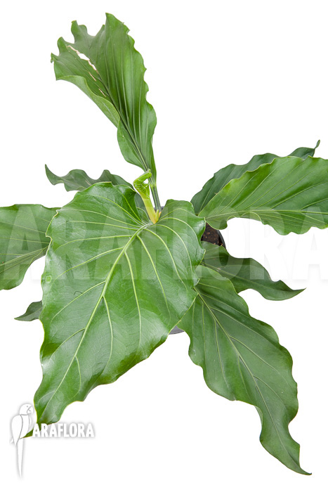 Anthurium plowmannii