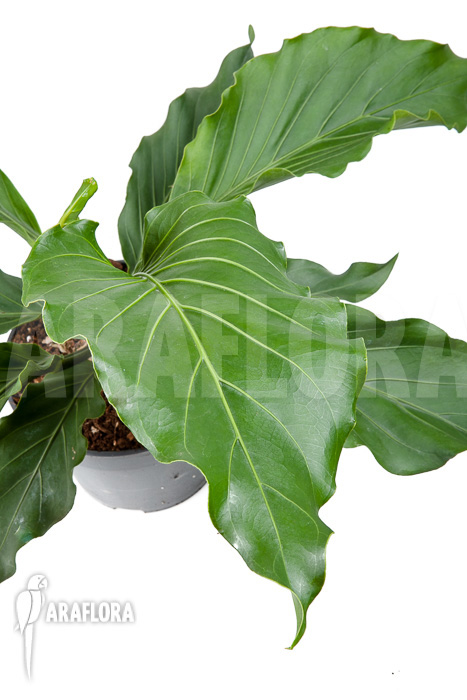 Anthurium plowmannii