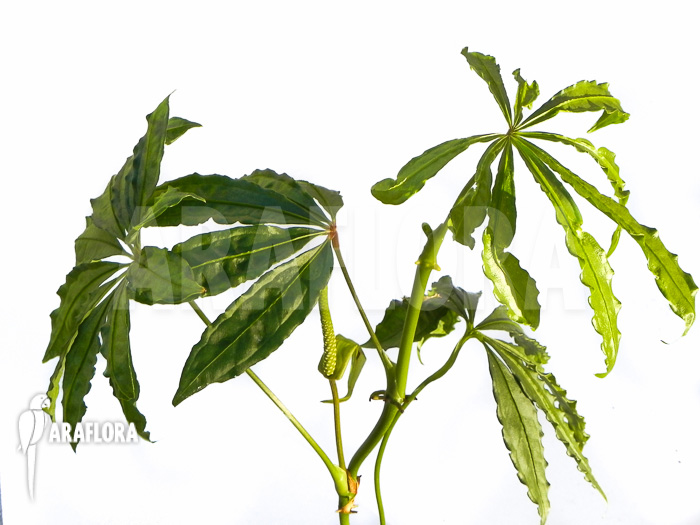 Anthurium polyschistum plant