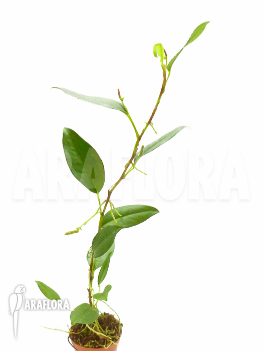 Anthurium scandens var pumila