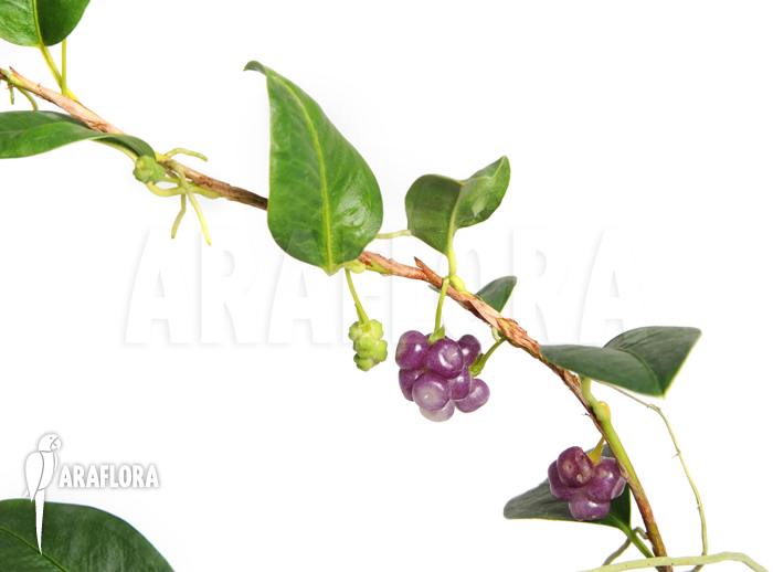 Anthurium scandens var. pumila ‘XL’