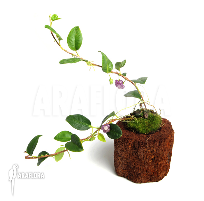 Anthurium scandens var. pumila ‘XL’