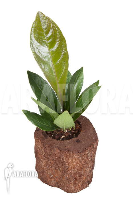 Anthurium sp Narrow