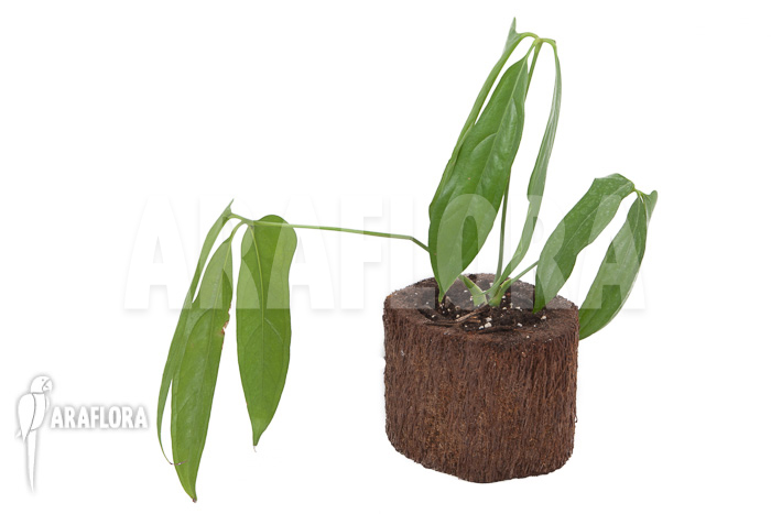 Anthurium species (Anthurium polydactylum)