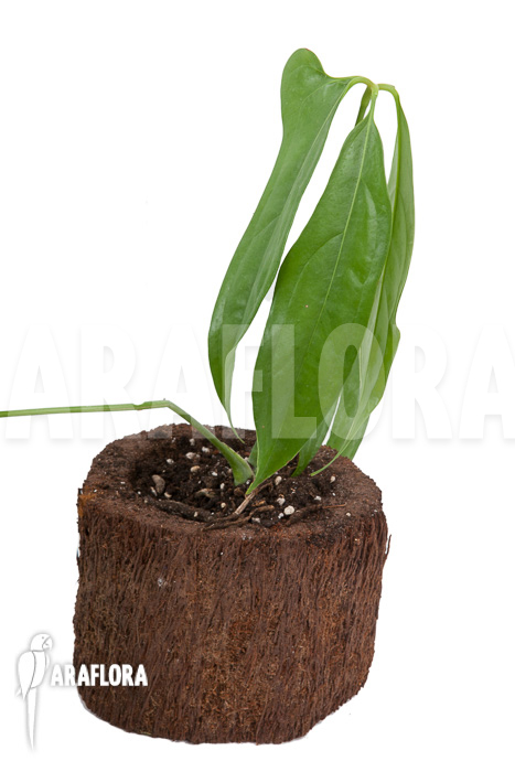 Anthurium species (Anthurium polydactylum)