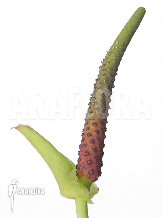 Anthurium species ‘Arrow’