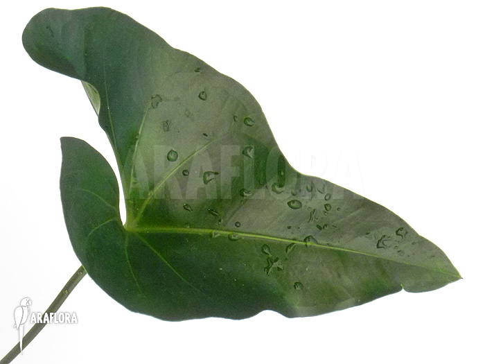 Anthurium species ‘Arrow’