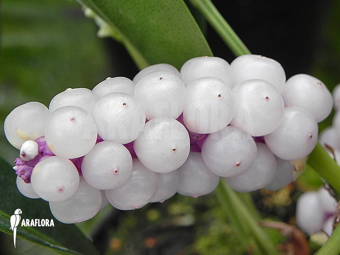 Anthurium obtusum ‘trinerve’
