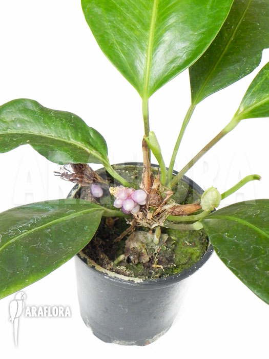 Anthurium obtusum ‘trinerve’