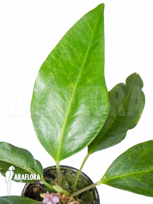 Anthurium obtusum ‘trinerve’