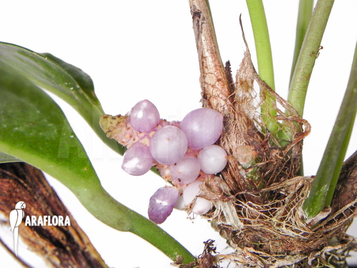 Anthurium obtusum ‘trinerve’
